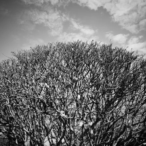 Round shape tree standing tall in black and white