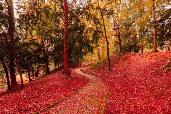 2021年11月 意大利蒙扎 秋天树叶时期蒙扎公园的小路 — 图库照片