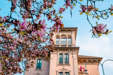 Milan, İtalya - Mart 2022: Çiçek açarken ön planda pembe manolya çiçekleri bulunan Milano binası