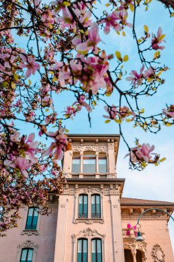 Milan, İtalya - Mart 2022: Çiçek açarken ön planda pembe manolya çiçekleri bulunan Milano binası