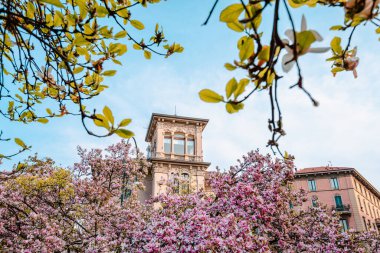 Milan, İtalya - Mart 2022: Çiçek açarken ön planda pembe manolya çiçekleri bulunan Milano binası