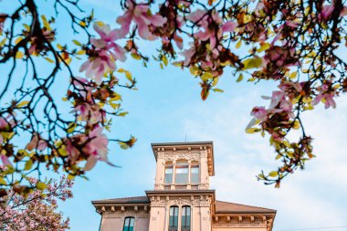 Milan, İtalya - Mart 2022: Çiçek açarken ön planda pembe manolya çiçekleri bulunan Milano binası