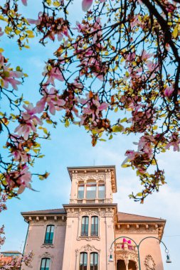 Milan, İtalya - Mart 2022: Milano 'nun merkezinde, çiçek açarken, dikey olarak, ön planda pembe manolya çiçekleri bulunan bina