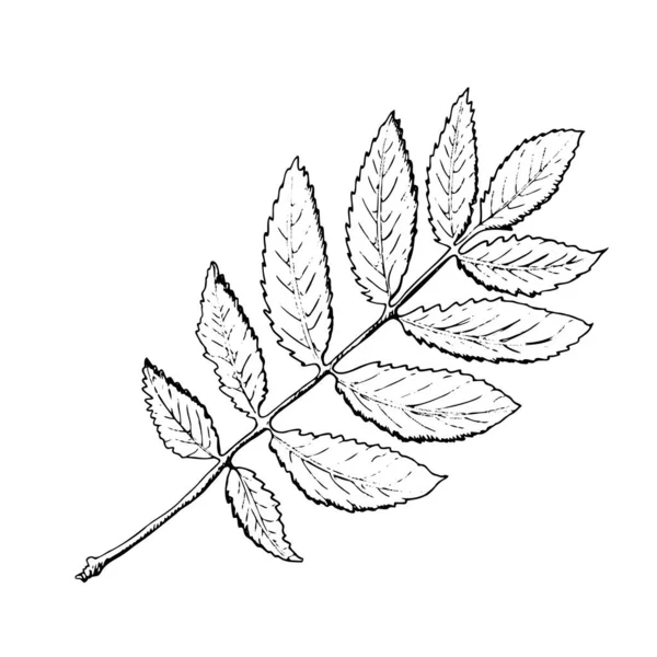 ベクトル手描きのローワンリーフイラスト レトロなスタイルの葉の詳細なスケッチ ラベル パッケージ ポストカードのデザインのためのヴィンテージスケッチ要素 — ストックベクタ