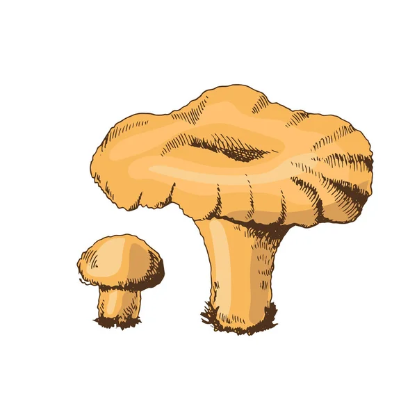 Esboço Desenhado Mão Cogumelos Chanterelle Ilustração Vintage Vetorial Desenho Com —  Vetores de Stock