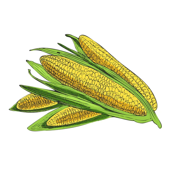 Векторный Ручной Рисунок Подробный Рисунок Кукурузы Стиле Ретро Винтажный Эскиз — стоковый вектор