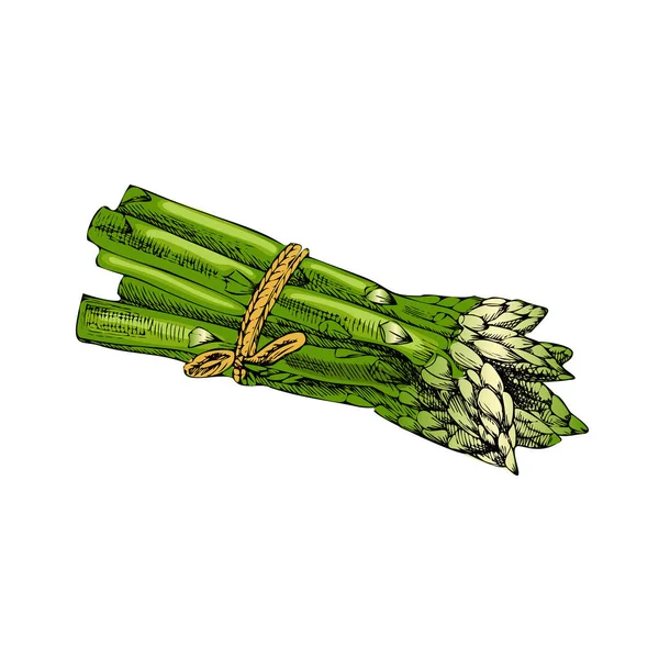 Vector Hand Drawn Vegetable Illustration Detailed Retro Style Asparagus Sketch — Stock Vector