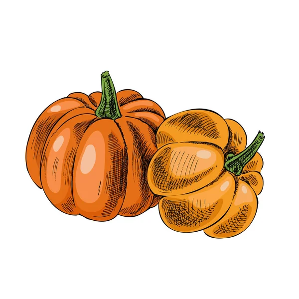 Vector Dibujado Mano Vegetal Ilustración Dibujo Detallado Calabazas Dibujadas Mano — Vector de stock