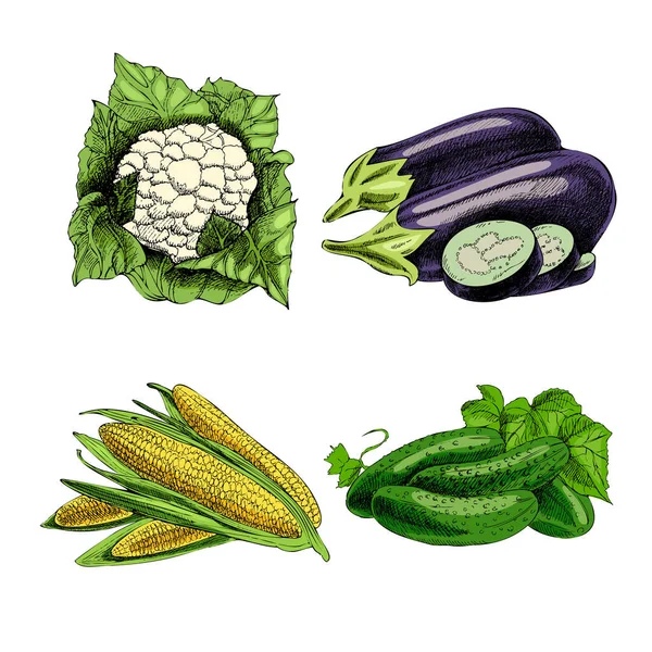 Illustration Vectorielle Légumes Dessinée Main Style Vintage Menu Alimentaire Rétro — Image vectorielle