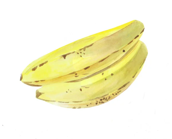 Акварельний Малюнок Стиглих Бананів Акварель Мальована Ілюстрація Ізольована Білому Тлі — стокове фото