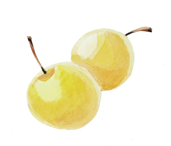 Olgun Mirabelle meyveleri suluboya çizimi. Beyaz arkaplanda elle çizilmiş suluboya çizimi.