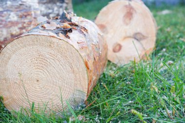 Ağaç Halkaları Testeresi Ağaç Kesme Arkaplanı. Ahşap kesit arka plan. Ağaç büyütme halkaları. Doğal kesim odun..