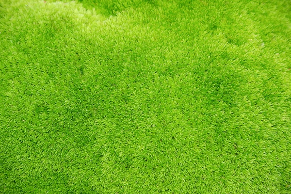 Close up green moss texture, background. Moss green texture.