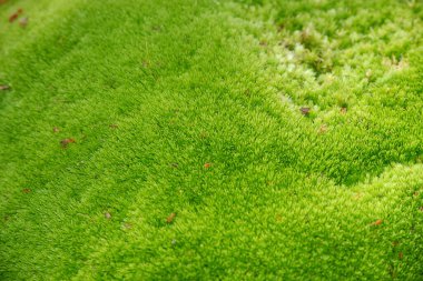 Yeşil yosun dokusunu kapat, arka plan. Yosun yeşil dokusu.