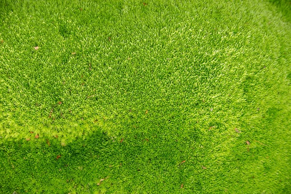 Закрыть Зеленый Мох Текстуры Фон Зеленая Текстура Мха — стоковое фото