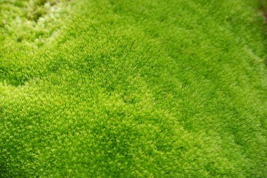 Yeşil yosun dokusunu kapat, arka plan. Yosun yeşil dokusu.