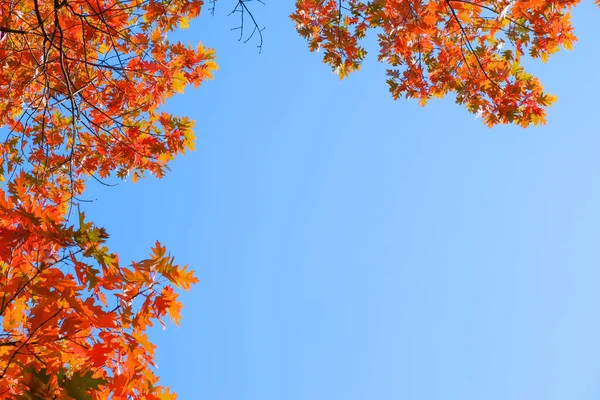 Autumn Background Yellow Orange Red Leaves Tree Blue Sky Place — Stock Photo, Image
