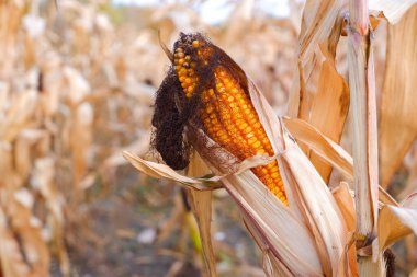 Mısır tarlasında olgunlaşmış mısır. Olgun portakallı mısır.