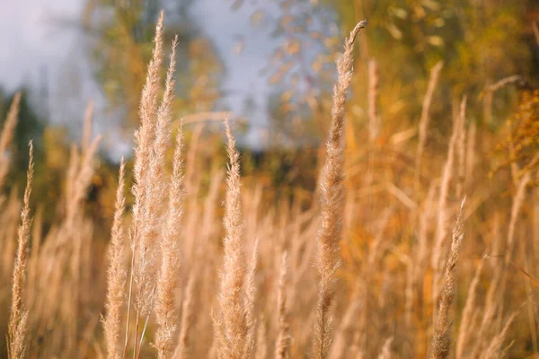 Photo Automne Dans Des Tons Dorés Herbes Automne Dans Les — Photo