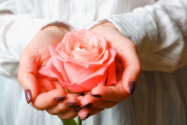 穿着白衬衫的女人手里拿着嫩粉色的玫瑰花 观赏植物近景 — 图库照片