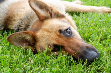 Bir Alman çoban köpeği evin yakınındaki yeşil çimlerde dinleniyor. Köpek güneşte dinlenir.