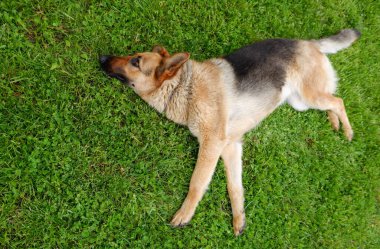 Bir Alman çoban köpeği evin yakınındaki yeşil çimlerde dinleniyor. Köpek güneşte dinlenir.