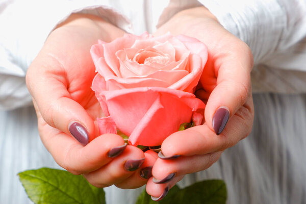 Woman in white shirt holding tender pink Rose Flower in Hands. Close up view on flower.