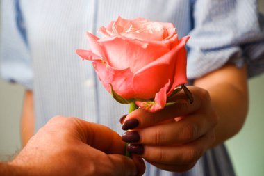 Mavi elbiseli kadın adama pembe bir gül çiçeği veriyor. Bir gül ile ellerin yakın görüntüsü. Aşk, aşk.