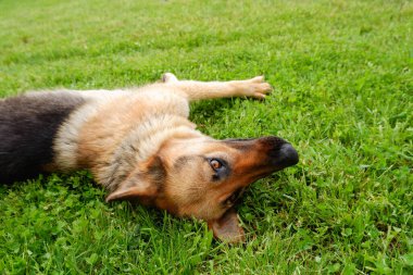 Bir Alman çoban köpeği evin yakınındaki yeşil çimlerde dinleniyor. Köpek güneşte dinlenir.