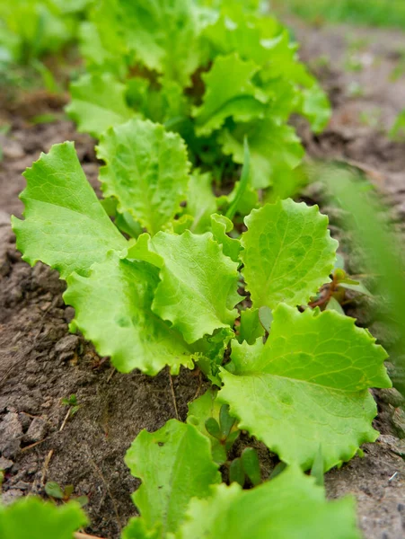 Grüne Saftige Salatblätter Offenen Feld Vitamine Garten Biologische Lebensmittel — Stockfoto