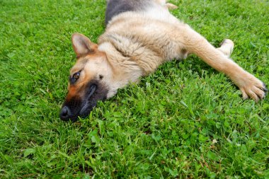 Bir Alman çoban köpeği evin yakınındaki yeşil çimlerde dinleniyor. Köpek güneşte dinlenir.