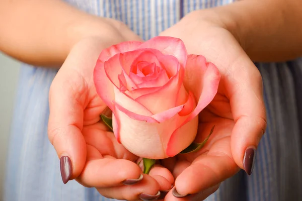 穿着蓝色衣服的女人手里拿着精致的粉红色玫瑰花 头戴白色指甲 手持娇嫩粉红玫瑰花的女装手 — 图库照片