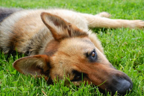 ドイツの羊飼いの犬が家の近くの緑の芝生の上で休んでいる 犬は太陽の下でリラックスする — ストック写真