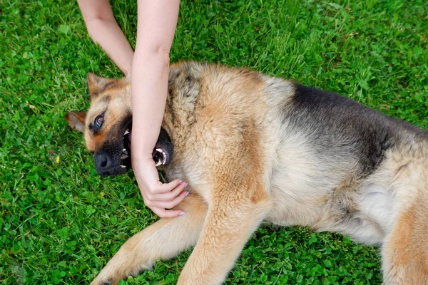 一只德国牧羊犬正在房子附近的绿色草坪上休息 狗在阳光下放松 — 图库照片