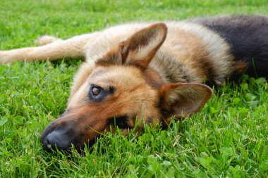 Bir Alman çoban köpeği evin yakınındaki yeşil çimlerde dinleniyor. Köpek güneşte dinlenir.