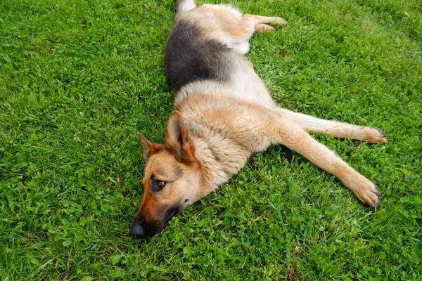 Bir Alman çoban köpeği evin yakınındaki yeşil çimlerde dinleniyor. Köpek güneşte dinlenir.