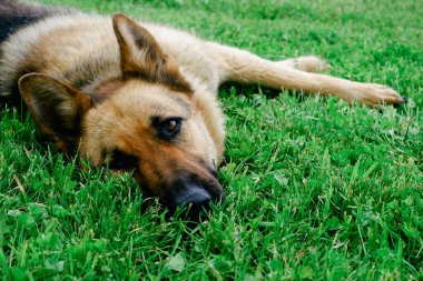 Bir Alman çoban köpeği evin yakınındaki yeşil çimlerde dinleniyor. Köpek güneşte dinlenir.