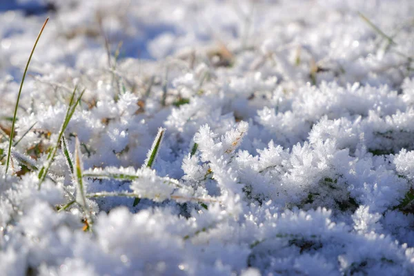 Frost Bedeckte Gras Der Erste Schnee Auf Dem Rasen Morgentau — Stockfoto