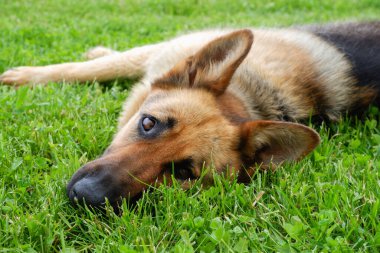 Bir Alman çoban köpeği evin yakınındaki yeşil çimlerde dinleniyor. Köpek güneşte dinlenir.