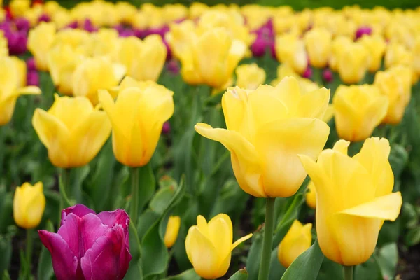Blooming Yellow Tulips Spring Flowers Flower Bed Multicolor Tulips Nature — Stockfoto