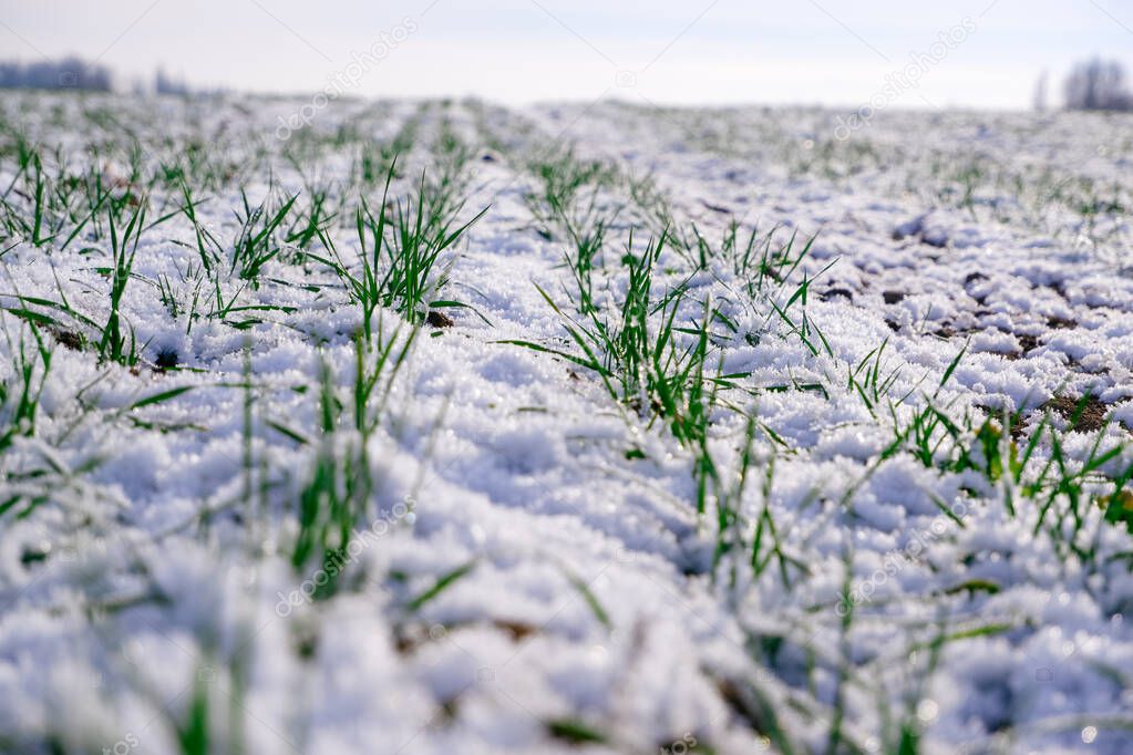 Sprouts of green winter wheat on a field covered with the first snow. Wheat field covered with snow in winter season