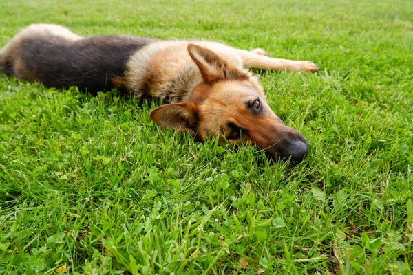 Owczarek Niemiecki Spoczywa Zielonym Trawniku Pobliżu Domu Pies Relaksuje Się — Zdjęcie stockowe