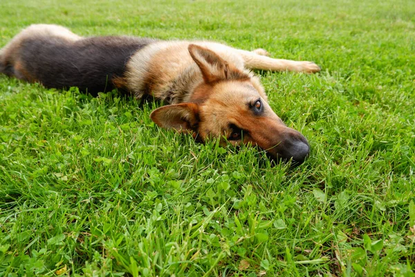 Een Duitse Herdershond Rust Uit Een Groen Grasveld Bij Het — Stockfoto