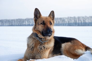 Köpeğin kış portresi. Alman çoban köpeği karda yatıyor. Kışın hayvanla yürümek..