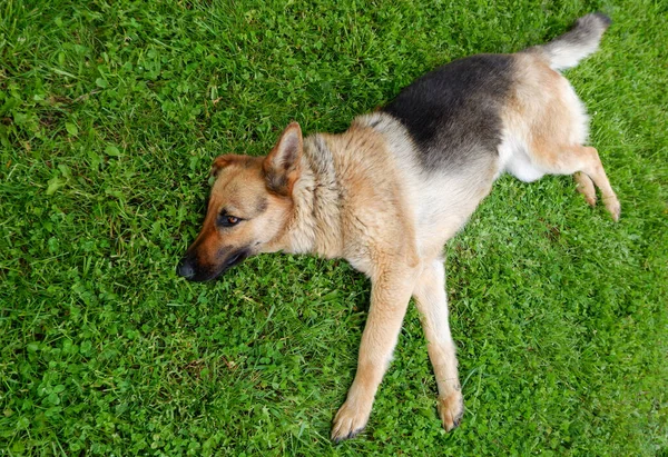 Een Duitse Herdershond Rust Uit Een Groen Grasveld Bij Het — Stockfoto