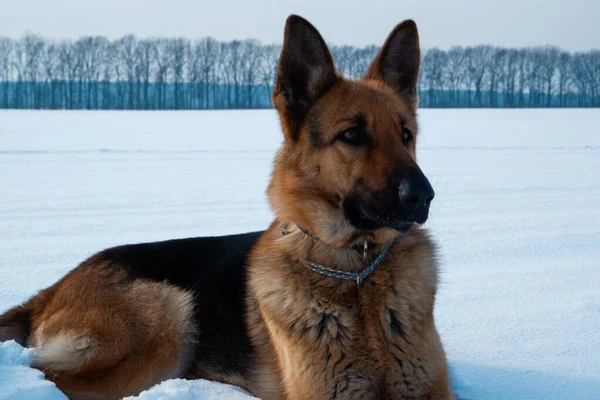 Köpeğin kış portresi. Alman çoban köpeği karda yatıyor. Kışın hayvanla yürümek..