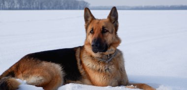 Köpeğin kış portresi. Alman çoban köpeği karda yatıyor. Kışın hayvanla yürümek..