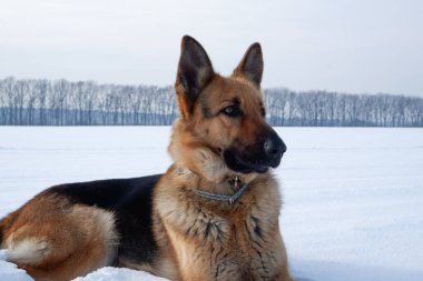 Köpeğin kış portresi. Alman çoban köpeği karda yatıyor. Kışın hayvanla yürümek..