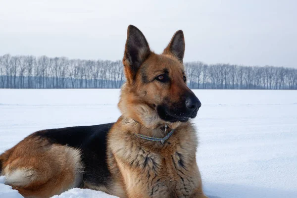 Köpeğin Kış Portresi Alman Çoban Köpeği Karda Yatıyor Kışın Hayvanla — Stok fotoğraf
