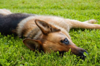 Bir Alman çoban köpeği evin yakınındaki yeşil çimlerde dinleniyor. Köpek güneşte dinlenir.